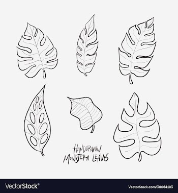 6 hand drawn monstera leaves in lineart style