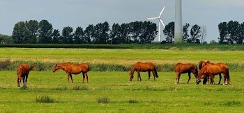 6 Horses on Green Field during Daytime