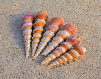 6 White and Brown Seashells on Sand at Daytime