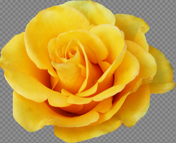 6 Yellow Rose (PNG Transparent) | OnlyGFX.com