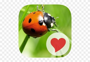 600 Pic Word Game 50 States - Pc Pro Phone Camera Lens Kits 180 Fisheye Lens 0.67