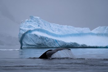 6am start for a zodiac cruise in the aptly named Paradise Harbour. 

As we silently drifted past huge icebergs with the snow falling, we were surrounded by at least 12 ‘bubble net feeding’ humpback whales. Genuinely had no idea which direction to look, they were everywhere!
⠀⠀⠀⠀
Paradise indeed.