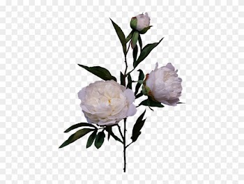 74cm Peony Spray By - Garden Roses
