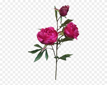 74cm Peony Spray By - Garden Roses