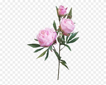 74cm Peony Spray By - Garden Roses