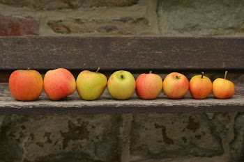8 Apple Fruit on Top of Wooden Panel