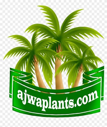 8 De 12 Paphiopedilum Bellatulum , Lady's Slipper, - Palm Tree Clip Art