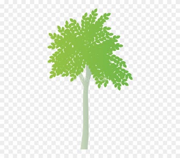 おしゃれな木 イスノキ無料イラスト81483 - Maidenhair Tree