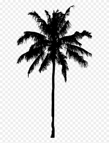 851 × 1500 Px - Transparent Palm Tree Silhouette