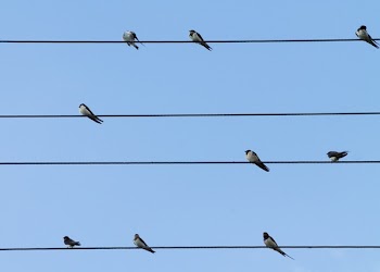 9 Birds Perched on 4 Electric Lanes
