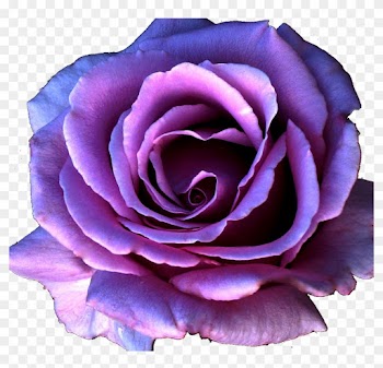 9 Kb, Gallery, Bulk Purple Roses - Purple Rose Flower Png