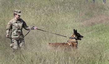 902nd Military Working Dog Detachment, | Free Photo - rawpixel