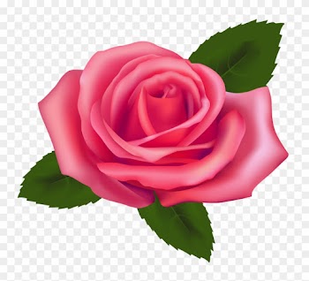 911 / 235 × 165 / 235 × 165 / 60 × 57 / 200 × 130 / - Pink Rose Clipart Png