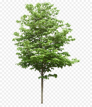 A & A Scientific Resources Sdn Bhd - Trees 