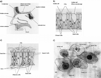 a ) Anatomy and morphology of the human nose. ( b ) Depiction of ...