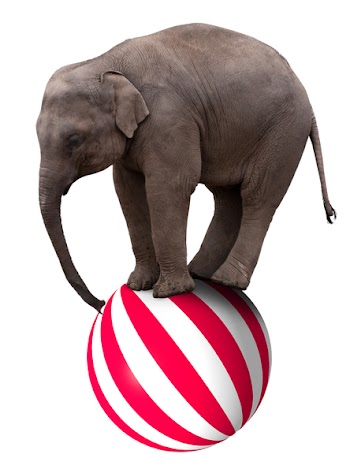 A baby circus elephant balancing on a big ball