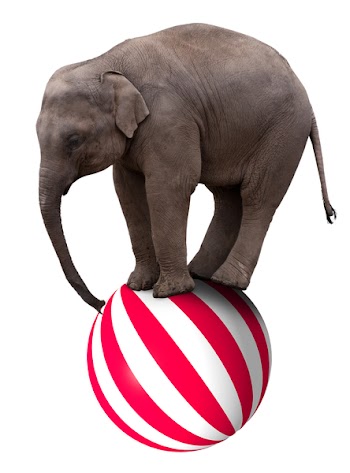 A baby circus elephant balancing on a big ball
