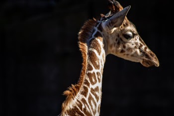 A baby giraffe turns its head to take a look as I’m taking the shot.