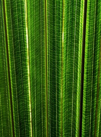 A back lit fan palm leaf showing the intricate pattern of leaf veins. Koala Gardens, Kuranda, Australia.