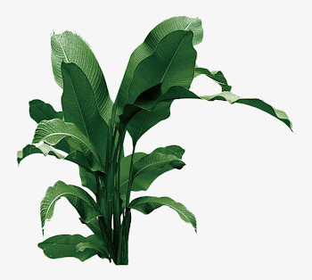 A Banana Tree, Banana Clipart, Tree Clipart, Banana PNG Image and ...