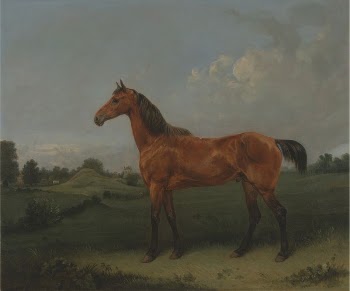 A Bay Horse in a Field | Free Photo - rawpixel