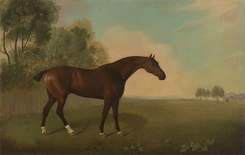 A Bay Horse in a Field | Free Photo - rawpixel