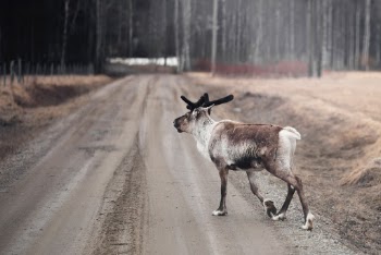 A beautiful little fellow crossing a gravelled road in Västerbotten, Northern Sweden.