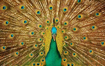 A beautiful peacock with colorful feathers