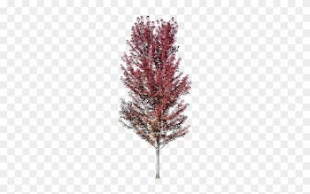 A Beautiful Red-leafed Tree Image Standing With The - Canoe Birch