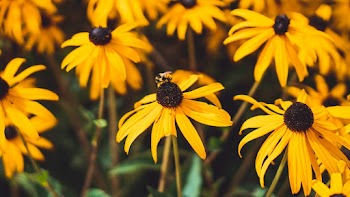 A Bee On Top Of A Coneflower