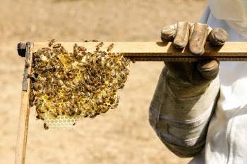 A beekeeper holding a hive with live bees on the honeycomb - exploring honeybees making their honey  