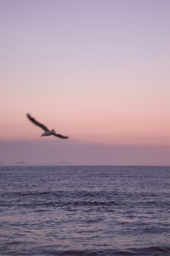 A Bird Flying Over the Sea · Free Stock Photo