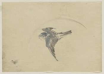 [A bird flying to the left, | Free Photo - rawpixel