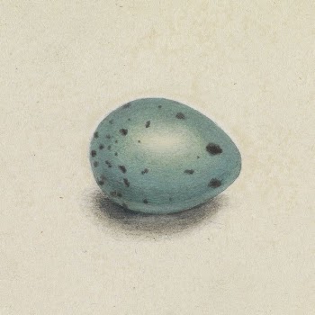 A Bird's Egg | Free Photo - rawpixel