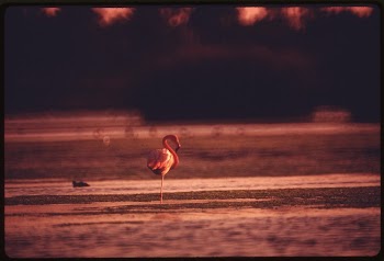 A bird waits for its | Free Photo - rawpixel