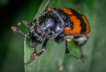 A Black And Orange Colored Beetle Ob A Leak