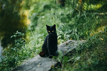 A black cat at the pond