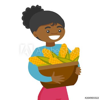 A black happy woman with a basket of corncobs after corn crops harvesting in a farm field