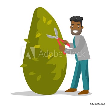 A black man gardener cutting a tree with scissors