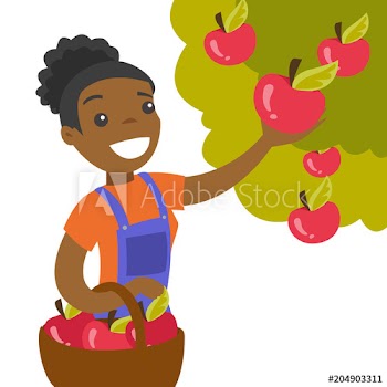 A black woman collects apples from an apple tree in a garden into a basket