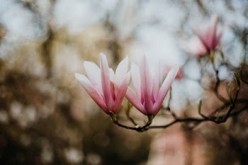 A blooming magnolia