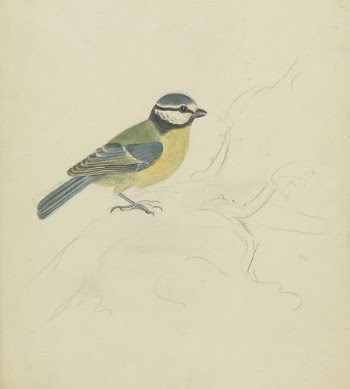 A Blue Tit | Free Photo - rawpixel