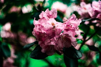 A blurry shot of pink flowers on dark green leaves
