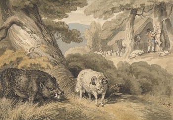 A Boar and a Ram | Free Photo - rawpixel