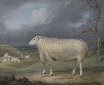 A Border Leicester Ewe | Free Photo - rawpixel