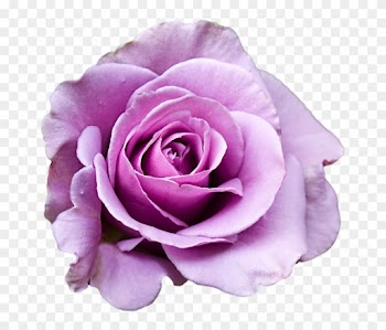 A Bouquet Of Purple Roses, Photos Pauline Dixon - Purple And Pink Roses Png