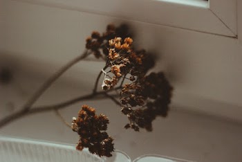 A Branch With Brown-Petaled Flowers