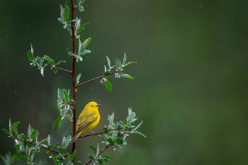 A bright Yellow Warbler who didn't seem the least bit bothered by the heavy rain and wind.  He was bouncing around in the low brush in front of my friend and I. It landed on a lot of great perches, some a little distant like this one that gave a great sense of environment and the rain and some closer and right near us. I really likd how the bird was framed in on this perch and you could easily see the heavy rain that was not fun to shoot in but worth it.