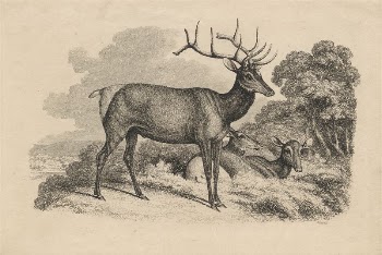 A Buck and Two Doe | Free Photo - rawpixel