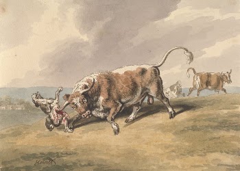 A Bull Attacking a Dog | Free Photo - rawpixel